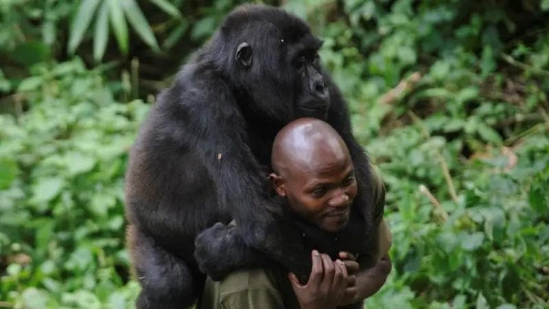 RDC : Centenaire du Parc national des Virunga, un anniversaire dans un contexte de profonde instabilité